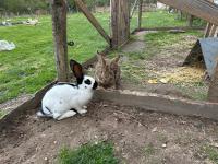 Maison au milieu des bois et des animaux - B&B Jouy-le-Potier