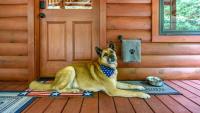 Freedom Creek Hideaway-Veteran Host-Pet Friendly-Single nights-Newly Renovated!! - Chambres d'hôtes Pigeon Forge