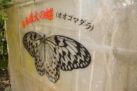 美ら海水族館まで車3分-日本最大の蝶オオゴマダラの観察ok - B&B Motobu