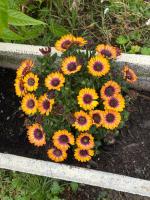 Cà Turi Sarzana - B&B Sarzana