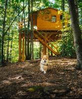 Treehouse Vtáčikovo - B&B Kežmarok
