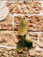 Lupiae Rooms Lecce Centro Guest House - B&B Lecce