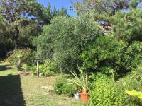Cabane dans la verdure - B&B Lège-Cap-Ferret