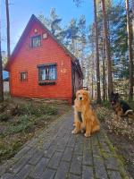 Domek w lesie przy jeziorze Kamień - B&B Kamień
