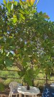 Rancho Coqueiros#Amor e Paz - B&B Buritama