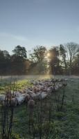 Omfaun farm stays & bed and breakfast - B&B Dronninglund