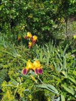 Le jardin de Christine - B&B Vinneuf