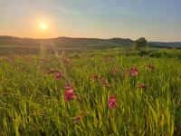 Agriturismo Pietra Dorata - B&B Magliano in Toscana