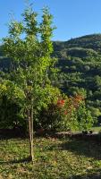 Un piccolo Paradiso nel Chianti più selvaggio - B&B Greve In Chianti