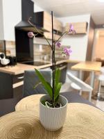 Appartement Neuf - B&B Rive-de-Gier