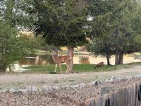 Waters Riverfront Property New Listing 2 Houses - Bed and Breakfast Cascade