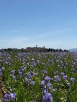 BORGO COMPAGNIA Porta Fredda - B&B Castiglion Fibocchi
