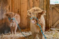 Tiny Home w/ Hot Tub & Mini Highland Cows! - B&B Loudonville