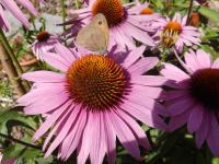 Appartement Split-level