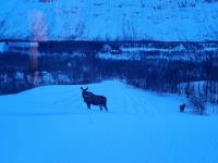 Stormo Cottage - B&B Tromsø