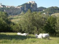 Osteria Belvedere - B&B