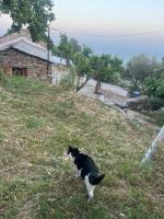 Ikarian traditional house - Chambres d'hôtes Agios Kirykos