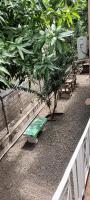 Glenhope Cottages in the City - B&B Kingston