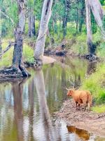 Highland Cattle Farm Stay at Elveden by Narraburra - B&B Kooroongarra
