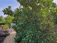 Dresden, Ferienhaus Strietzel - B&B Dresden