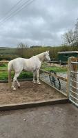 The Old Forge Glamping and Cottage Stays - B&B Compton Abbas