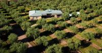 Finca Verde Oliva Wine & Olive Estate - B&B Maipú
