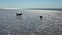 The Ivy Caravan - Dog Friendly & Fully Accessible - B&B New Hunstanton