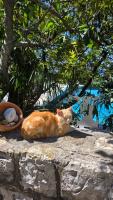 Boutique Home Saltaragazza - Bed and Breakfast Petrovac na Moru