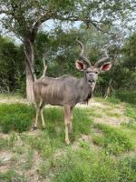 Marlove Cottage - Pool - Free-Roaming Wildlife - B&B Marloth Park