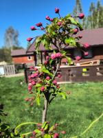 Domek Betula Izerska - B&B Świeradów-Zdrój