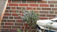Haus Schiermonnikoog - B&B Juist