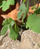 Le petit Nid - B&B Saint-Martin-sur-Lavezon