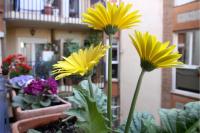 Apartamento Azahara - B&B Córdoba