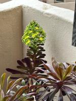 Apartment Duquesa Fairways/Manilva, Spain - B&B Manilva