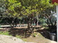 La Casa del Encinar - Bed and Breakfast Valdemorillo