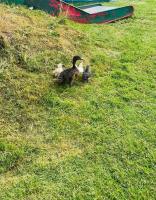 Quirky Farm stay - Ferienwohnung Southam