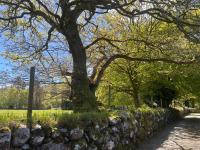 The Mews at Derrybawn - B&B Laragh