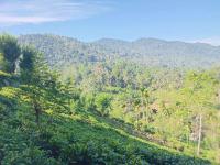 Rainforest Freedom - B&B Deniyaya