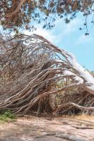 Forrest House Victor Harbor - Bed and Breakfast Victor Harbor