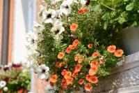 Gasthaus Finken - B&B Oppenau