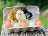Ferienwohnung Hofglück im großen Garten - Ferienwohnung Rauen