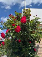 Ferienwohnung Mimi - B&B Wernigerode