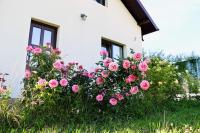 Virajlux Verde Retreat - B&B Mioveni