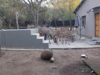 Ikigai@4617 Cottage - B&B Marloth Park