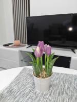 Ana - stan na dan - B&B Smederevska Palanka