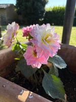 Il Citerno - Bed and Breakfast Case Galli