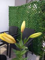 Guest House Bloom Garden - B&B Valona