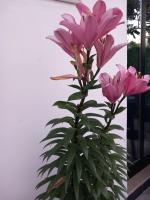 Guest House Bloom Garden - Ferienwohnung Vlora