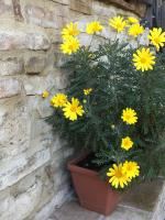 Il Sementone - B&B Assisi