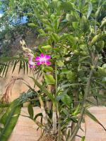 Apartamento 1 quarto PRAIA DE ATALAIA - Bed and Breakfast Aracaju